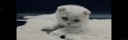 Scottish Fold cats for sale: TICA Registered Scottish Fold Kittens - Advert 16