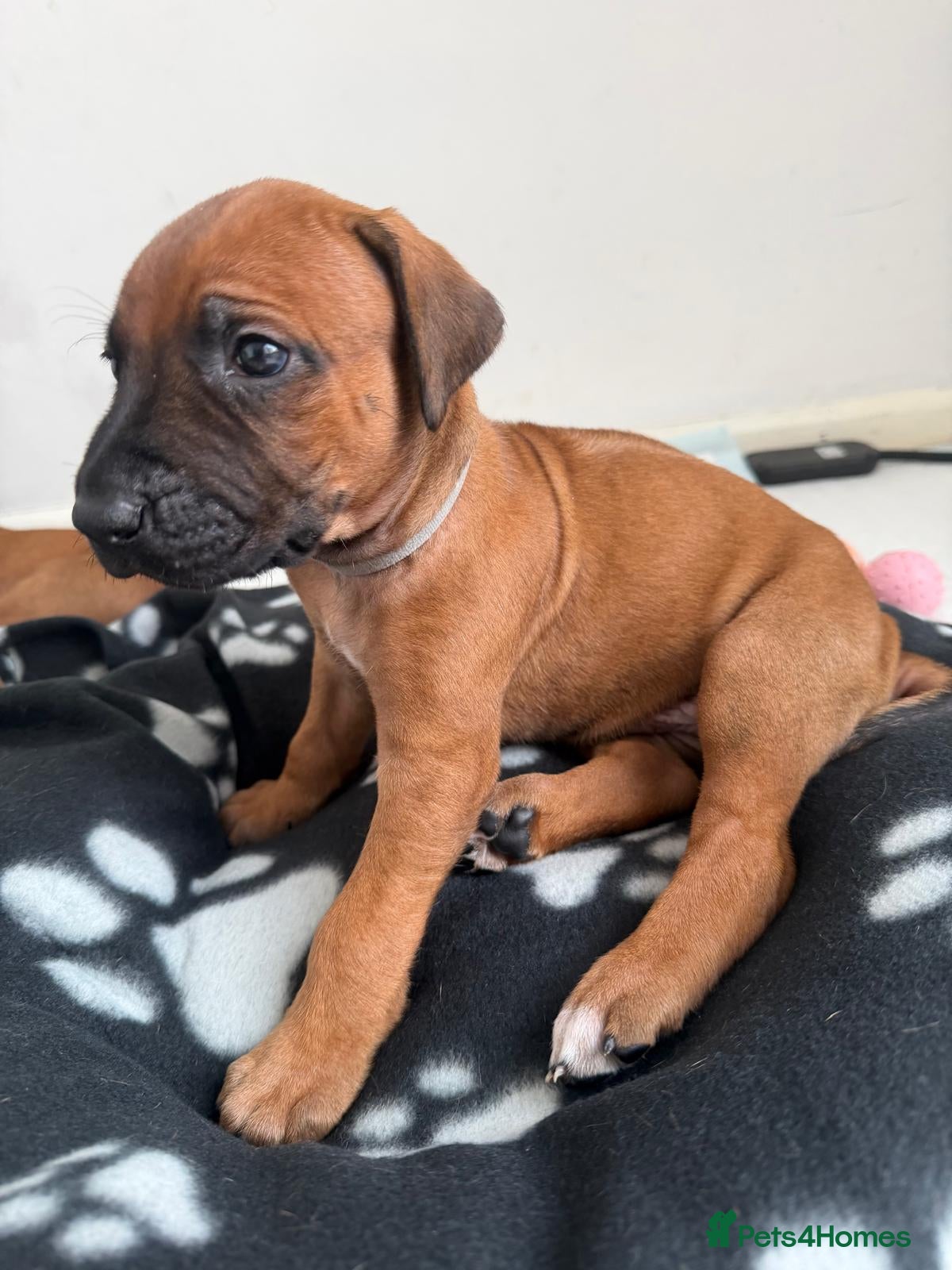 Rhodesian Ridgeback dogs for sale: Stunning KC Registered Rhodesian Ridgeback Puppies - Advert 19