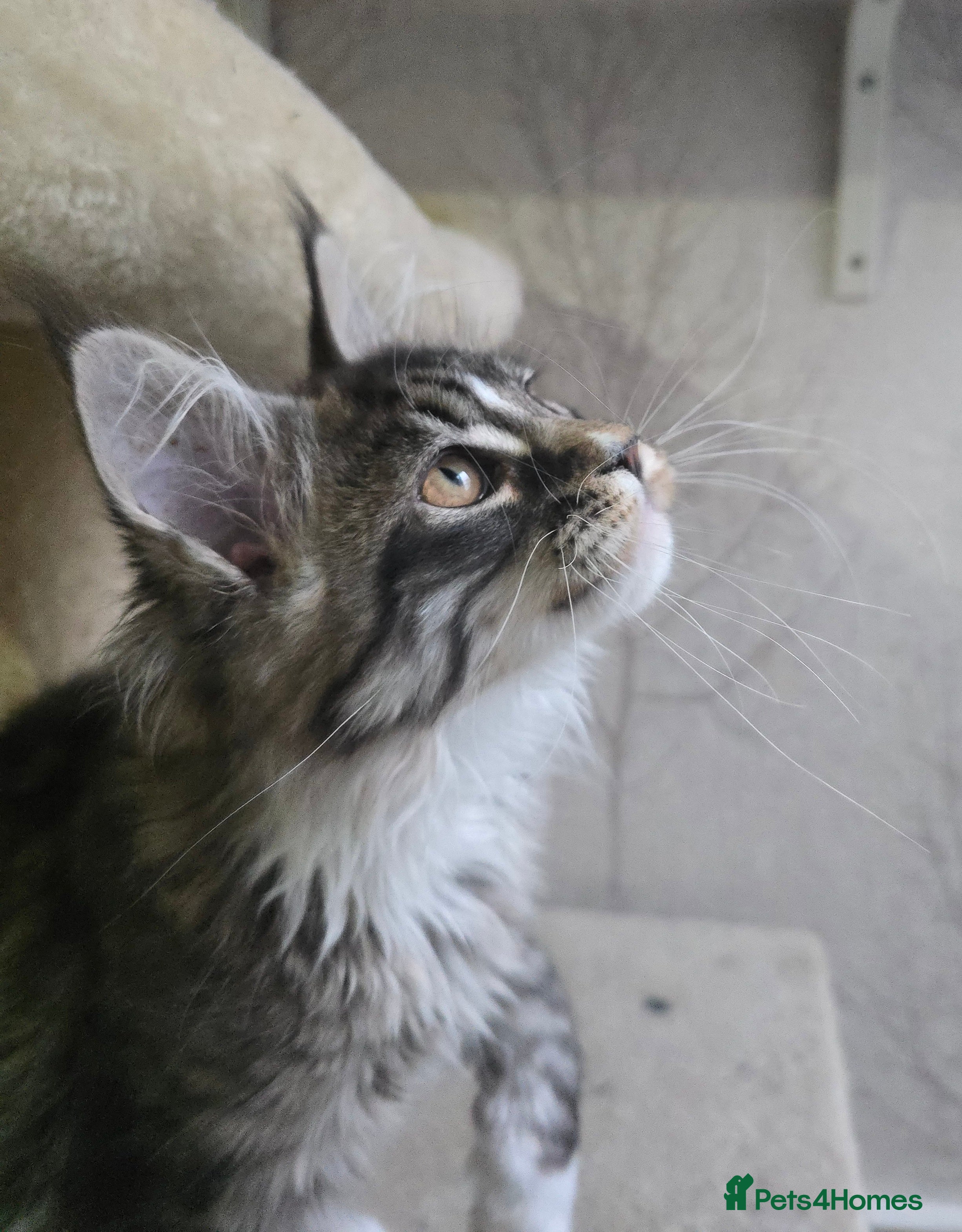 Maine Coon cats Stunning brown tabby bicolor boy tica registered - Advert 13