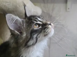 Maine Coon cats Stunning brown tabby bicolor boy tica registered - Advert 15