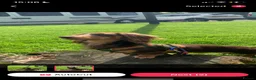 Miniature Dachshund dogs for stud: Long haired Kaneishan daschund stud  - Advert 16