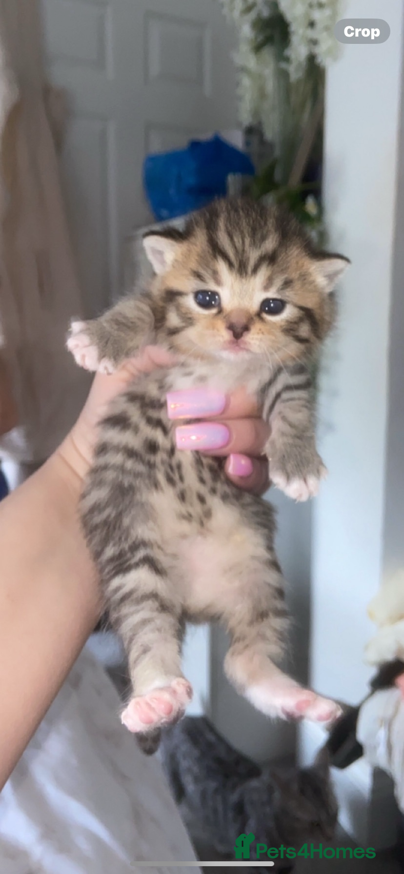 Mixed Breed cats Ready togotoday mixed bengal/british shorthaircros - Advert 6