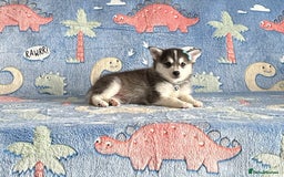 Pomsky dogs for sale: Perfect husky markings f3 Pomsky puppies for sale - Image 5