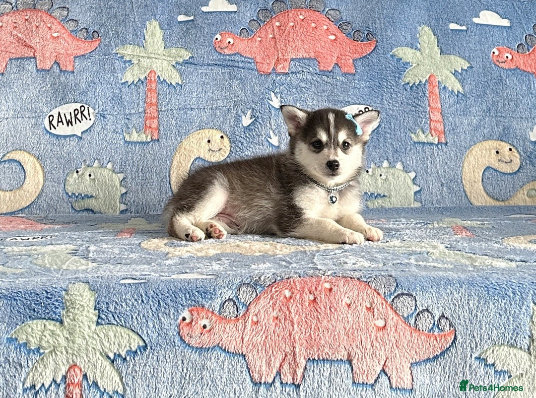 Pomsky dogs for sale: Perfect husky markings f3 Pomsky puppies for sale - Image 5