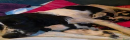 English Springer Spaniel dogs for sale: Springer spaniel puppy's.  - Advert 4