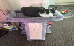 British Shorthair cats for sale: 1 year old female cat  - Image 1