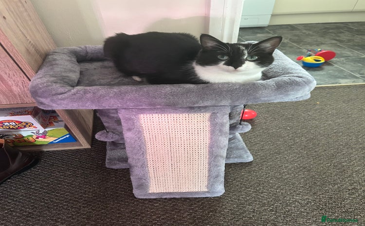 British Shorthair cats - Advert 1