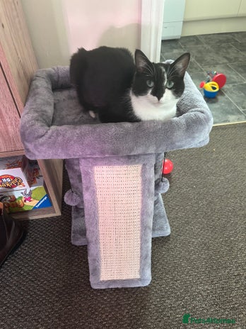 British Shorthair cats - Advert 1