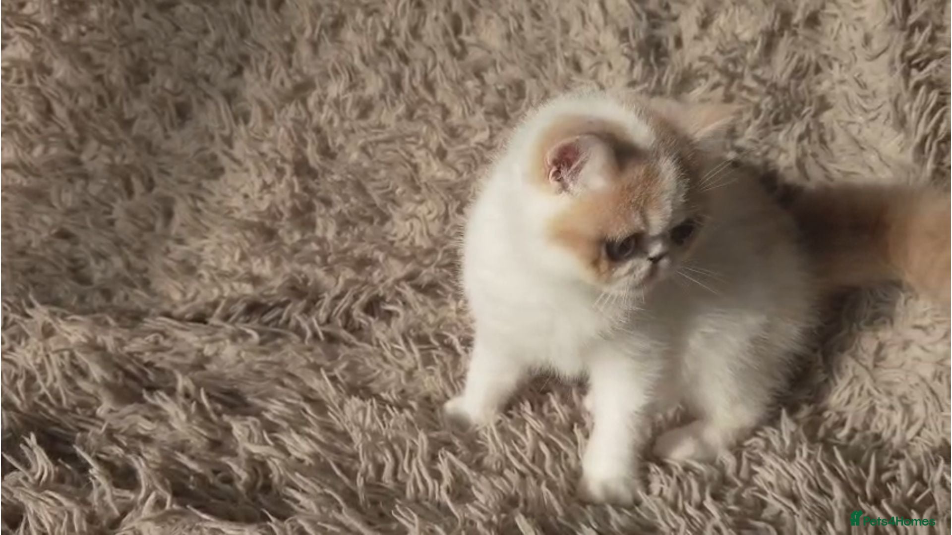Persian cats Persian Kittens - Advert 1