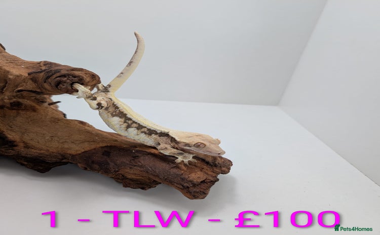 Gecko reptiles Adult Crested Geckos - Advert 16