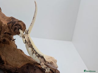 Gecko reptiles Adult Crested Geckos - Advert 8