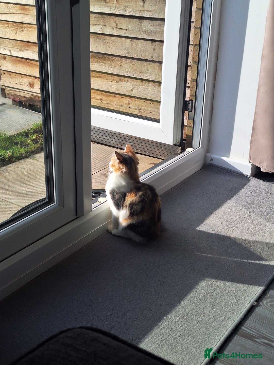 Mixed Breed cats for sale: Beautiful long haired Calico girl - Advert 6