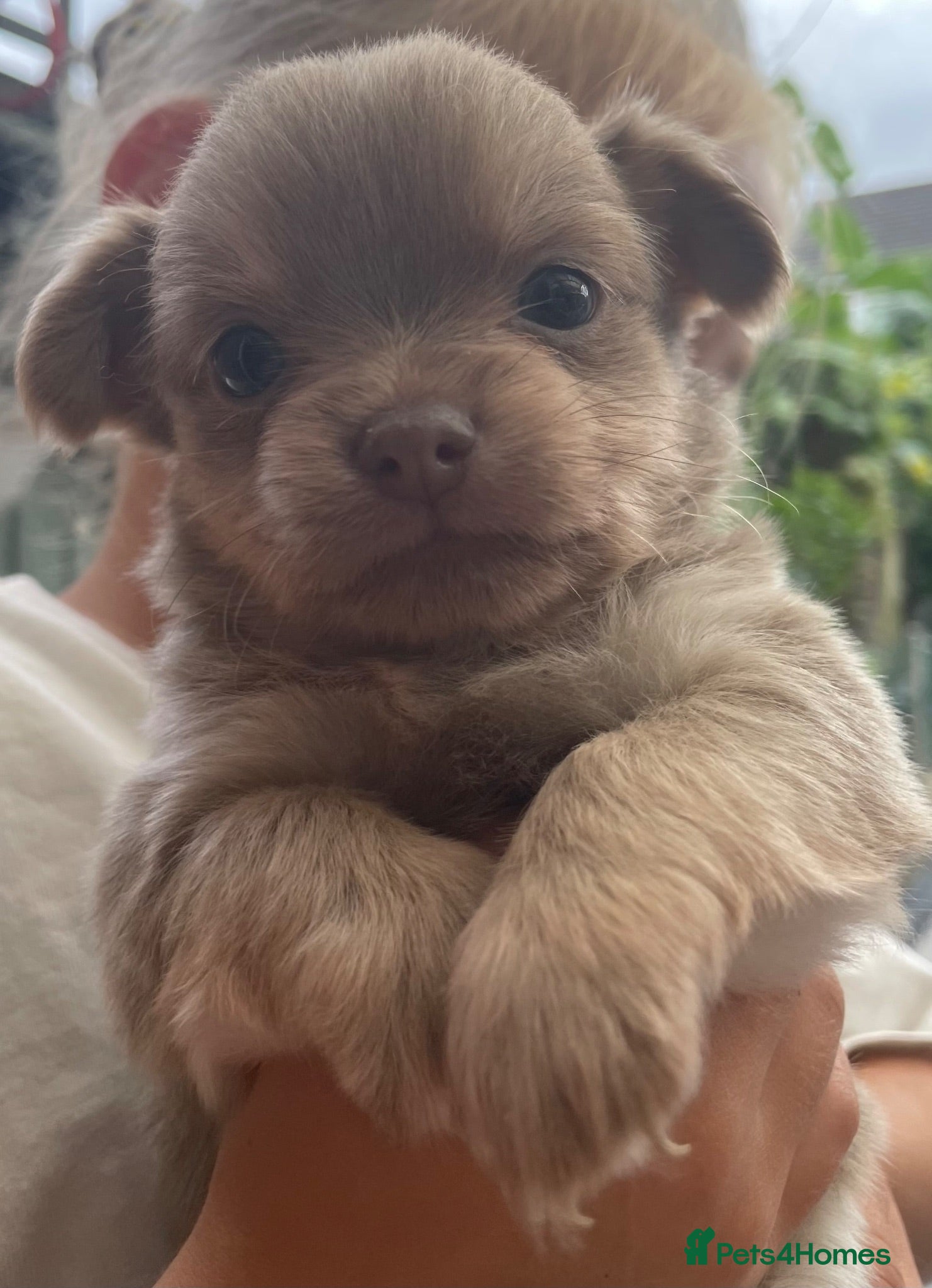 Chihuahua dogs Pure bred tiny chihuahua puppies  - Advert 2