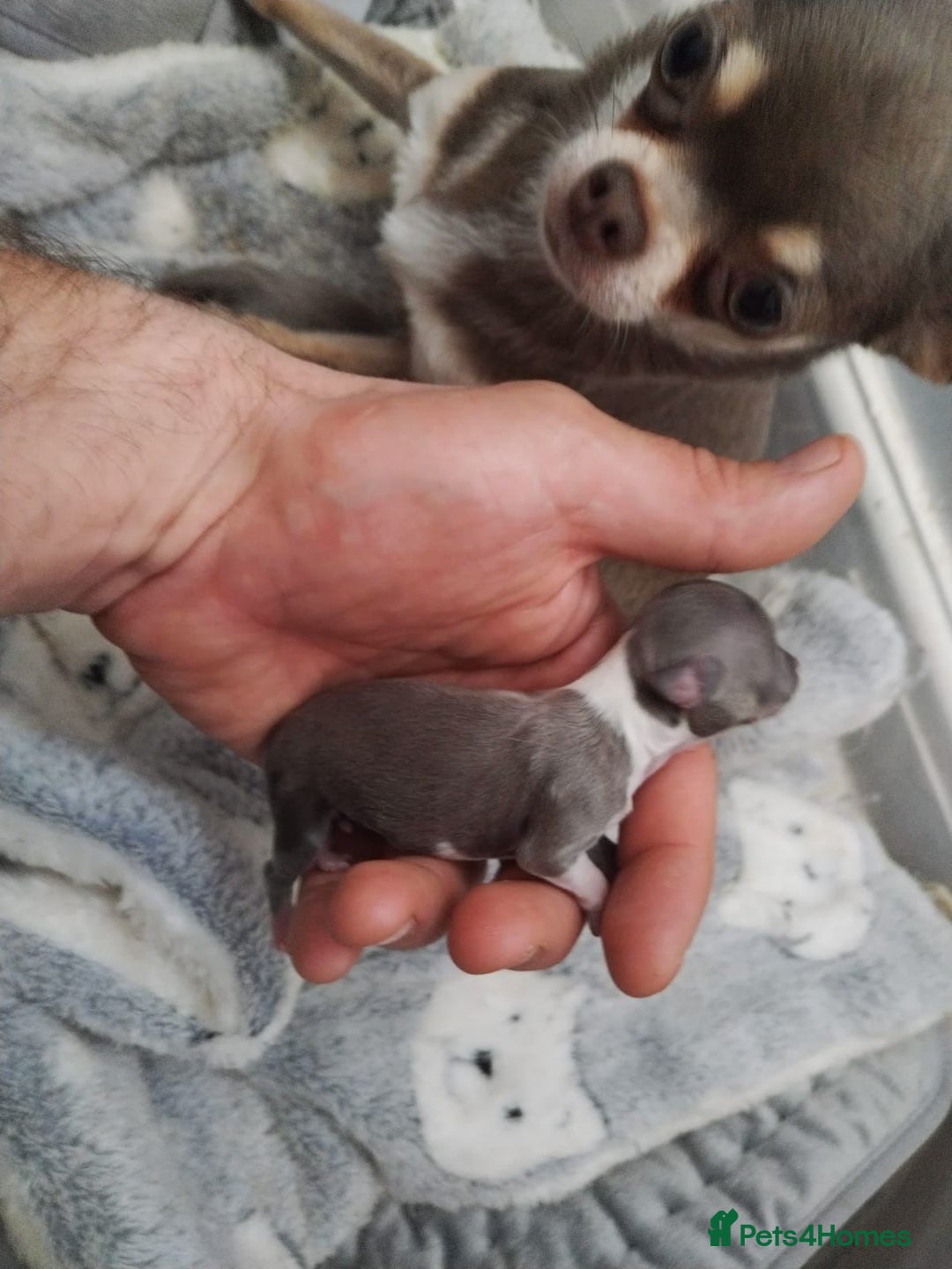 Chihuahua dogs for stud: Kc reg Lilac short coat for stud  in Bedford - Advert 9