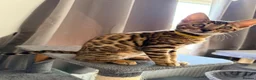 Bengal cats for sale: Stunning Bengal 3 Boys left - Advert 31