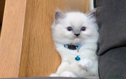 Ragdoll cats for sale: 🏆 🐾 Tica Registered EU Ragdoll Kittens 🐈 🏆 - Image 10