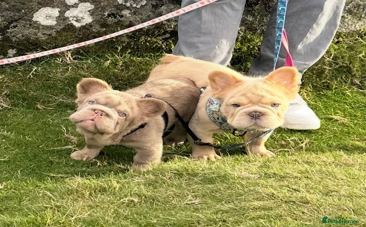 French Bulldog dogs - Advert 15