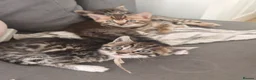 Bengal cats for sale: 1 Female Left!! Ready to leave Bengal Mix Kittens - Advert 3