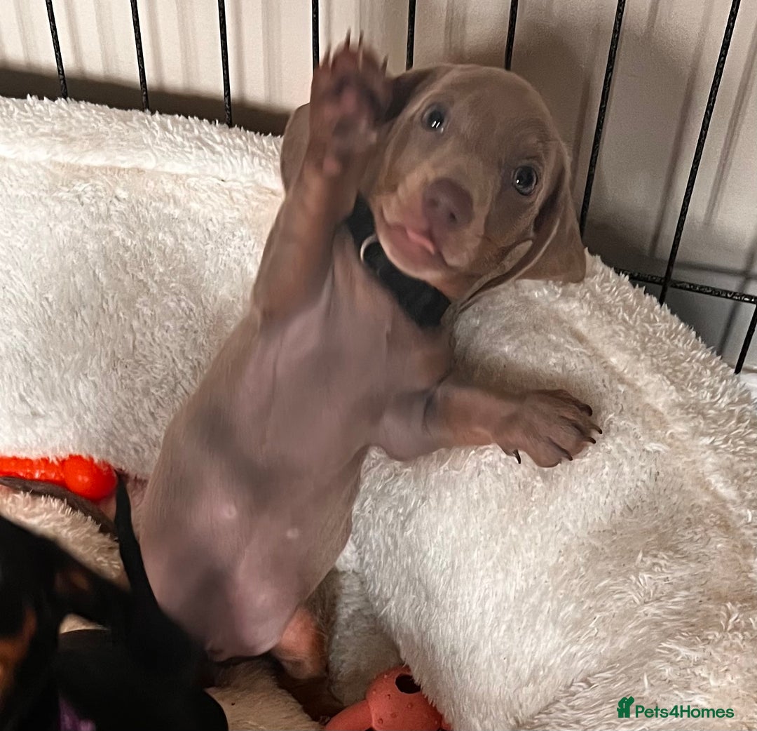 Miniature Dachshund dogs for sale: KC mini dachshund Black n Tan girl ready to home  - Image 34