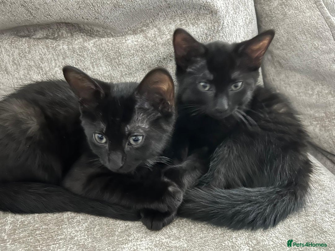 Domestic Shorthair cats for sale: 2 14-WeekOld Kittens Looking for Loving Homes - Image 4
