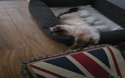 Ragdoll cats for sale: Ragdol KITTENS 😸 ♥️  - Image 3
