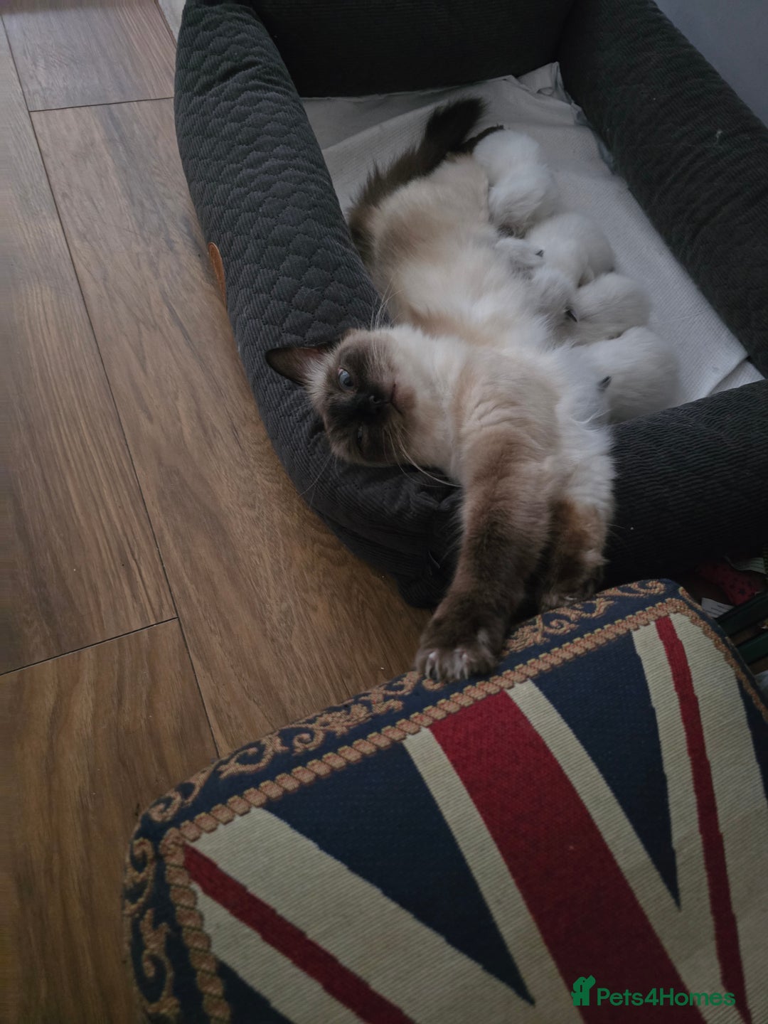 Ragdoll cats for sale: Ragdol KITTENS 😸 ♥️  - Image 3