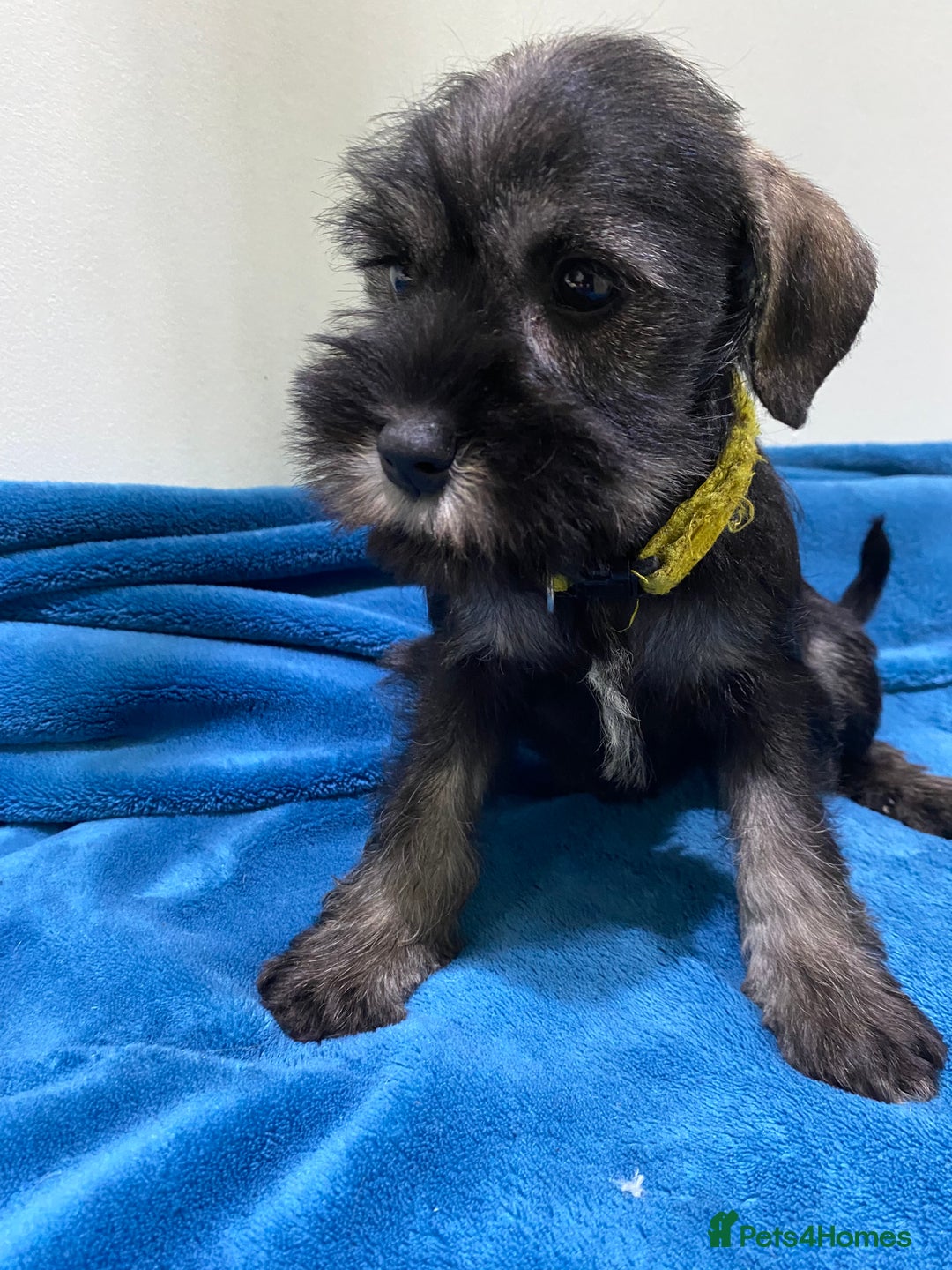 Miniature Schnauzer dogs for sale: Miniature schnauzer puppies  - Advert 2