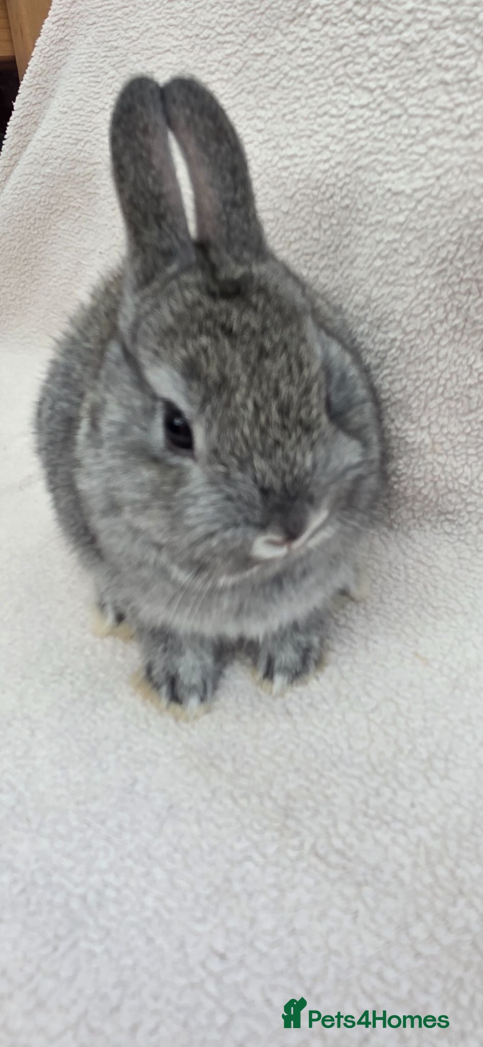 Mini Lop rabbits  Netherland dwarfs  - Advert 16