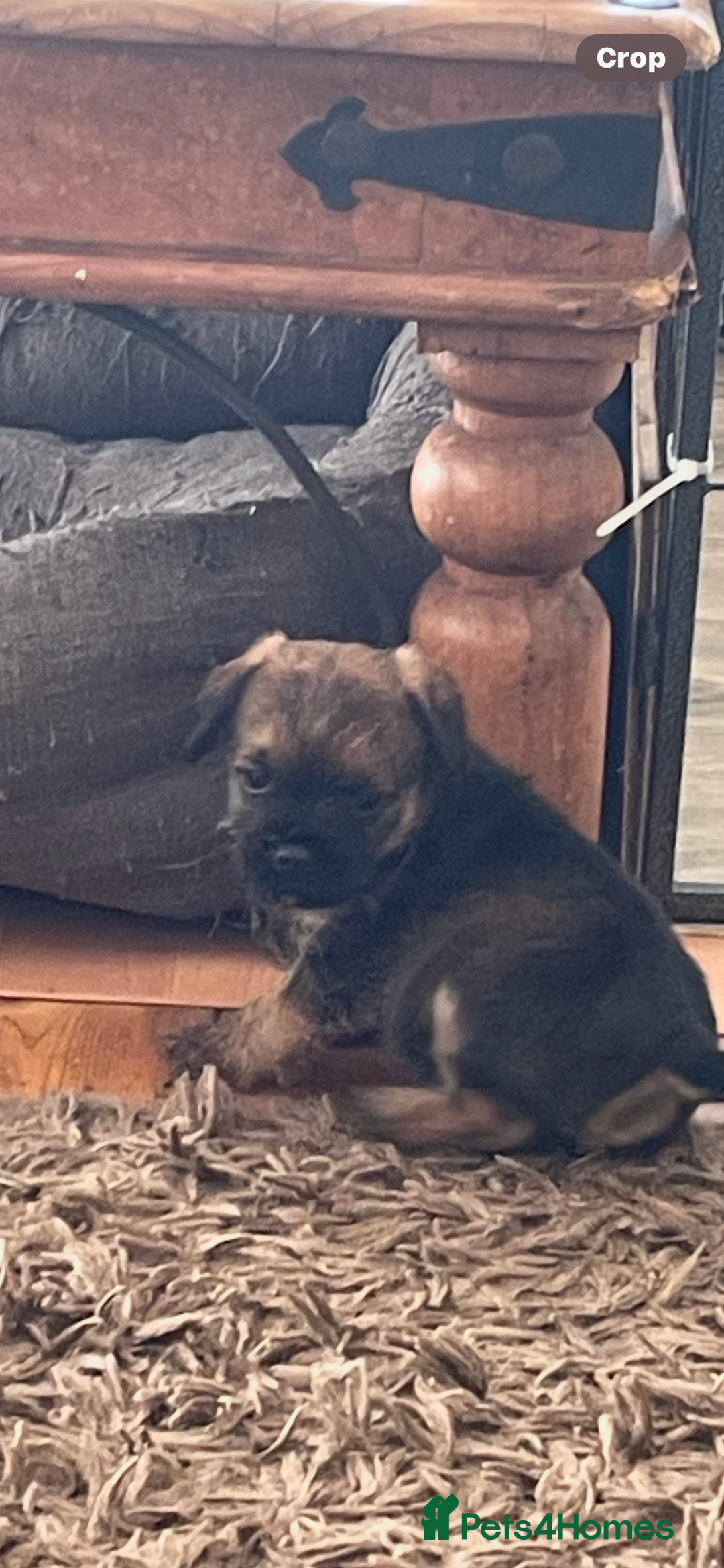 Border Terrier dogs for sale: Border Terrier puppies  - Image 9