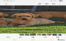 Labrador Retriever dogs for sale: KC Reg Fox Red Puppies *only 2 left** in Oswestry - Image 13