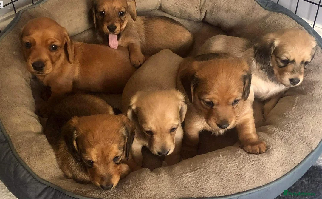 Miniature Dachshund dogs for stud: Quality Cream Long Haired Mini Dachshund in Launceston - Advert 14