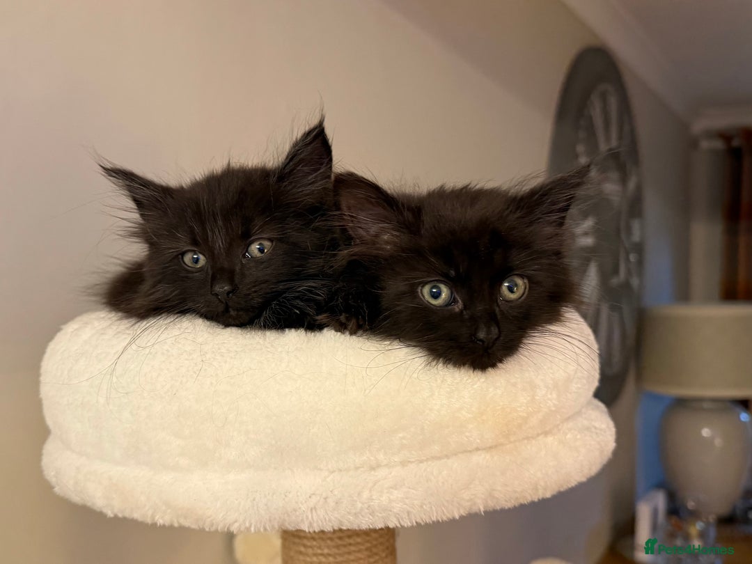 Russian Blue cats for sale: Crossed Russian Blue Girl Kitten - Image 5