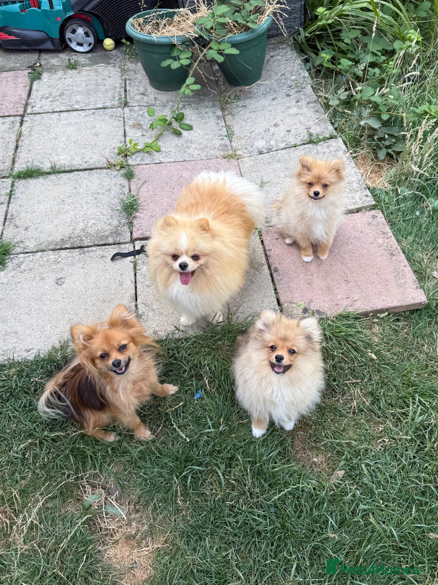 Pomeranian dogs Fluffy pomeranian boys for sale - Advert 15