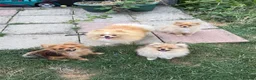 Pomeranian dogs for sale: Fluffy pomeranian boys for sale - Advert 1