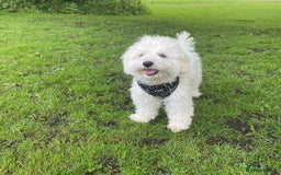 Cavapoo dogs for sale: Cavapoo girl for rehoming - Image 3