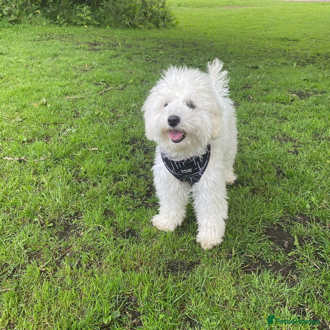 Cavapoo dogs for sale: Cavapoo girl for rehoming - Image 3