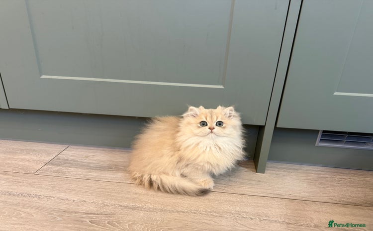 British Longhair cats Golden and Blue golden British longhairs - Advert 1