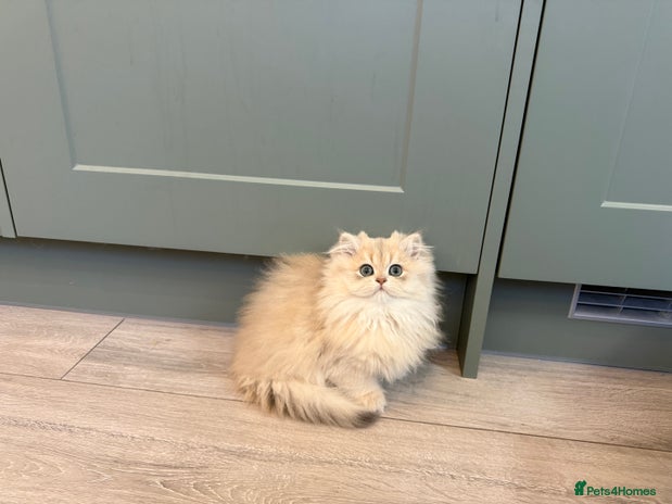 British Longhair cats Golden and Blue golden British longhairs - Advert 1