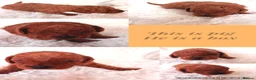 Cavapoo dogs for sale: Gorgeous litter of Cavapoo puppies  in King's Lynn - Advert 14