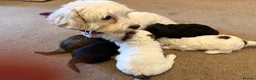 Mixed Breed dogs for sale: Gorgeous girl Cavachon x Shi Tzu puppy - Advert 12