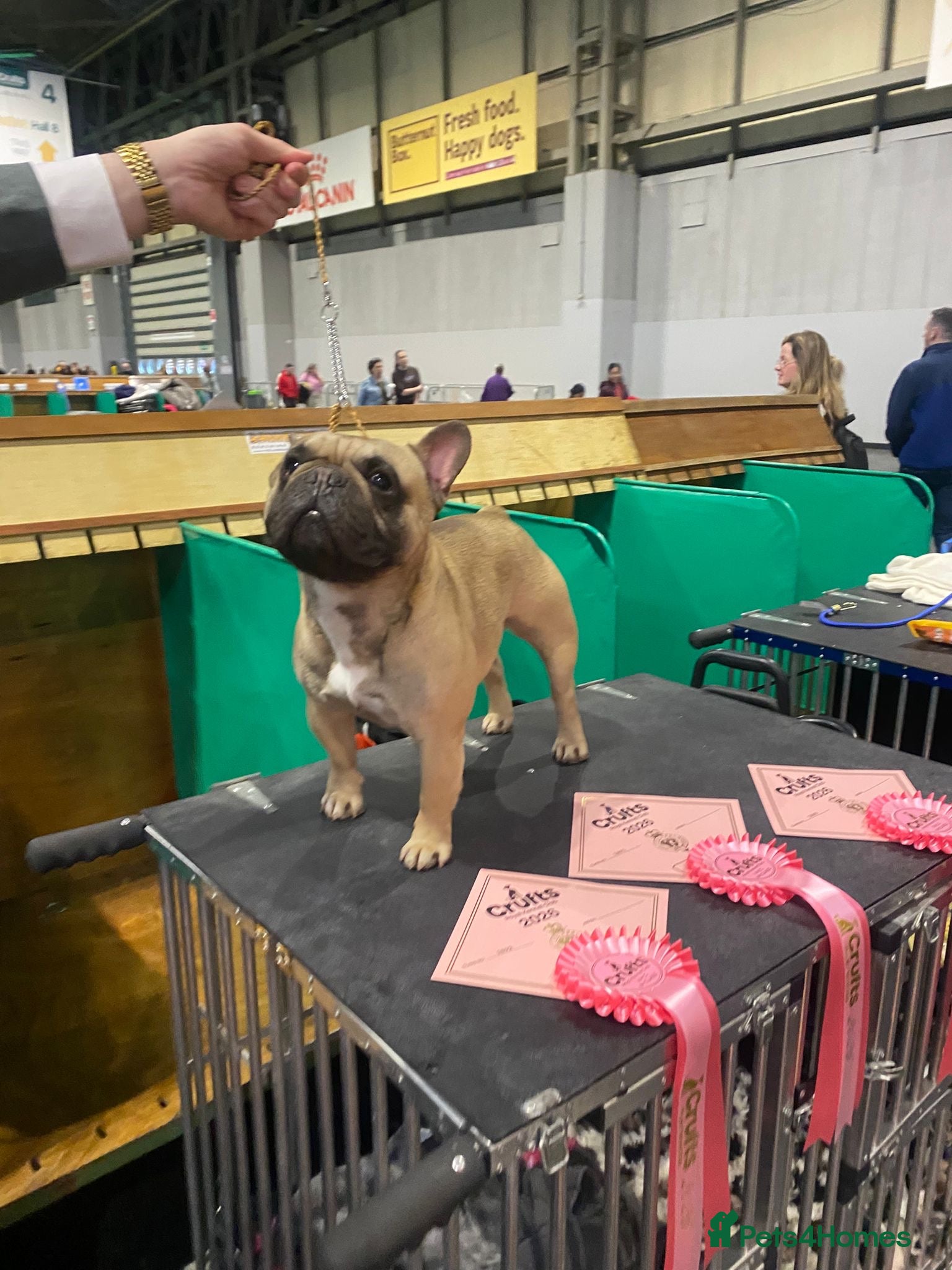 French Bulldog dogs Championship Lines French Bulldog For Stud - Advert 1