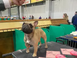 French Bulldog dogs Championship Lines French Bulldog For Stud - Advert 2
