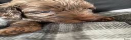 Cockapoo dogs for sale: Beautiful merle Cockapoo puppies  - Advert 14