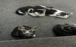Mixed Breed cats for sale: Cats and Kittens Free - Image 2