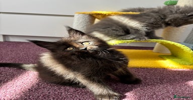 Maine Coon cats - Advert 7