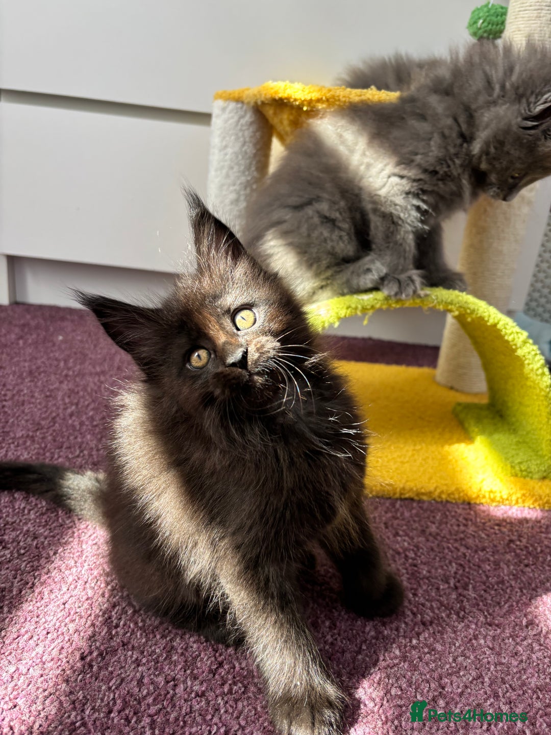 Maine Coon cats for sale: ✨7 Pure Bred Maine Coon Kittens✨ - Image 3