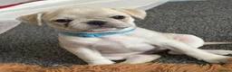 Frug dogs for sale: 🐶 Pug/French bulldog puppies 🐶 Rare markings - Advert 4