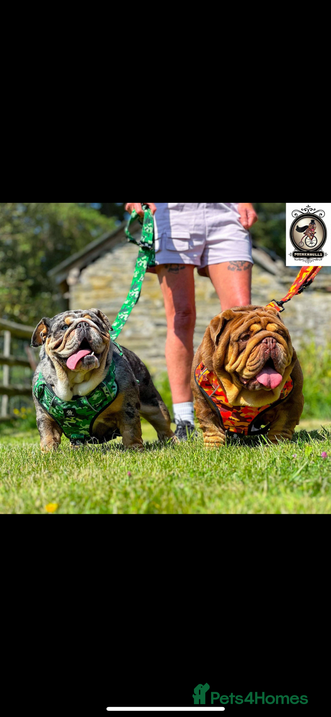 English Bulldog dogs for sale: British bulldog  - Image 29