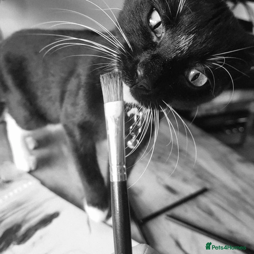 Mixed Breed cats for sale: Female cat - Advert 5