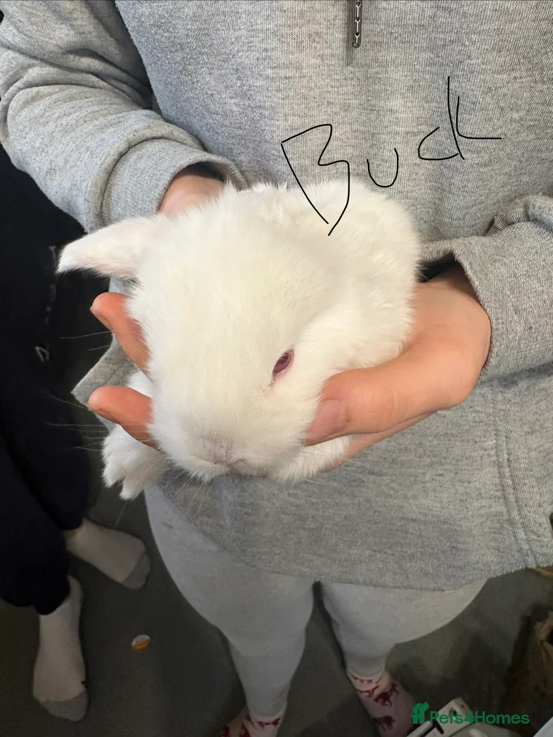 French Lop rabbits for sale: French lops - Advert 4